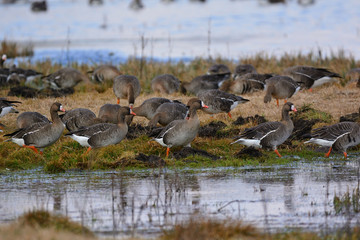 Greater white-fronted goose - Anser albifrons frontalis