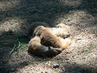 The meerkat or suricate is a small carnivoran in the mongoose family. It is the only member of the genus Suricata.