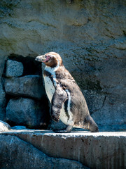 The Humboldt penguin is a South American penguin living mainly in the Pinguino de Humbold National Reserve in the North of Chile, although its habitat comprises most of coastal Chile and Peru.