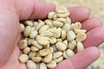 Holding in the hand raw coffee beans