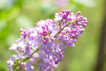 Obraz premium Różowy kwiat bzu (Syringa vulgaris)