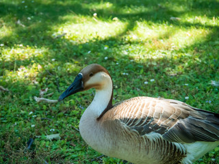 The swan goose is a large goose with a natural breeding range in inland Mongolia, northernmost China, and southeastern Russia.