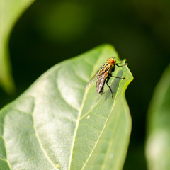 Yellow Flesh Fly also known as Sarcophagidae.