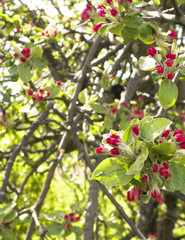 Close up of red, wild apple tree flowers. Flowering trees - waking up nature.