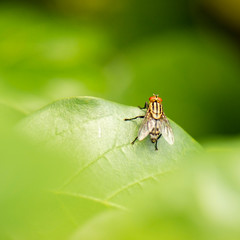 Yellow Flesh Fly also known as Sarcophagidae.