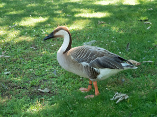 Naklejka na ściany i meble The swan goose is a large goose with a natural breeding range in inland Mongolia, northernmost China, and southeastern Russia.