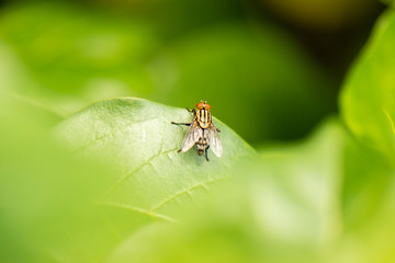 Yellow Flesh Fly also known as Sarcophagidae.