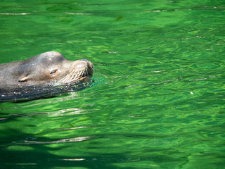 Fototapeta premium The California sea lion is a coastal eared seal native to western North America. It is one of six species of sea lion.