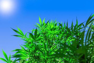 cbd marijuana bush with blue background