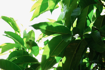 green leaves background