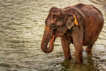 Elephants from Sri Lanka Indian elephants with baby by the water. small elephant family in the water