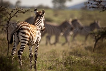 Cebra en la sabana africana, safari
