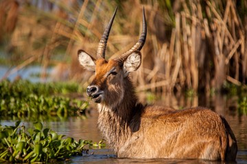 Antílpe africano, sabana Sáhara