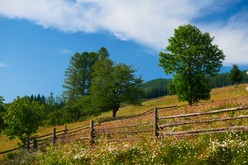 nature, summer landscape in carpathian mountains, wooden fence along pasture in the ranch, spruces on hills, beautiful cloudy sky