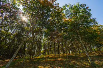 Rubber plantation. One of the main export products of THAILAND at Danchang, Suphan Buri, THAILAND.