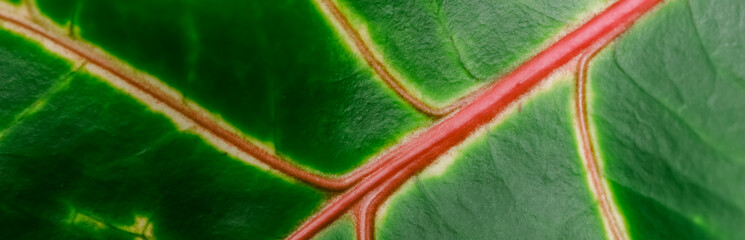Abstract green background. Macro Сroton plant leaf. Natural background for brand design © OLAYOLA