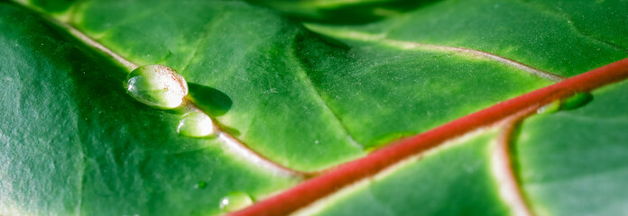 Abstract green background. Macro Сroton plant leaf with water drops. Natural background for brand design © OLAYOLA