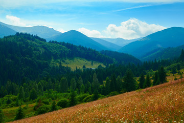 wild nature, summer landscape in carpathian mountains, wildflowers and meadow, spruces on hills, beautiful cloudy sky
