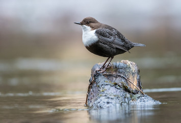 Dipper