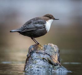 Dipper
