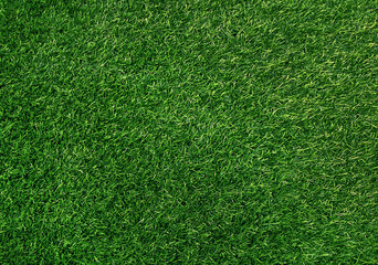 Obraz premium Green Grass texture background, space for text