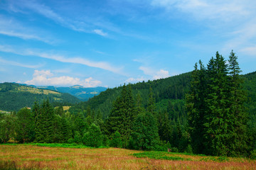 Fototapeta na wymiar wild nature, summer landscape in carpathian mountains, wildflowers and meadow, spruces on hills, beautiful cloudy sky
