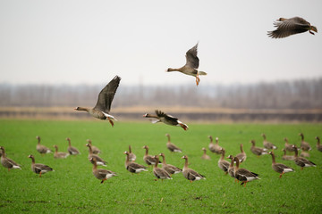 Flying Greater White-fronted goose - Anser albifrons frontalis - 328020829