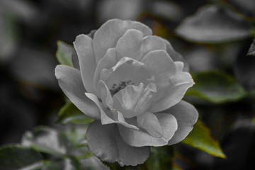 flower in the garden