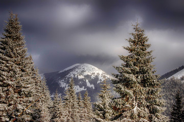 Snowy tree in Carpathian mountains