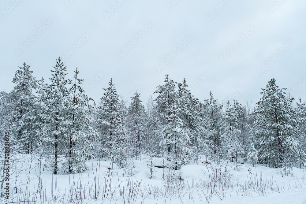 Wall mural winter beautiful landscape with trees covered with hoarfrost