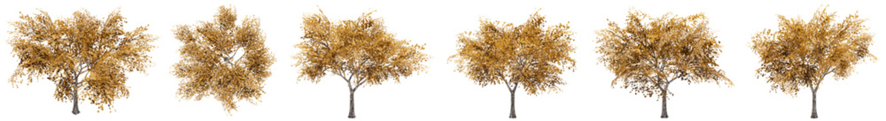 Set or collection of yellow tilia trees isolated on white background. Concept or conceptual 3d illustration for nature, ecology and conservation, strength and endurance, force and life