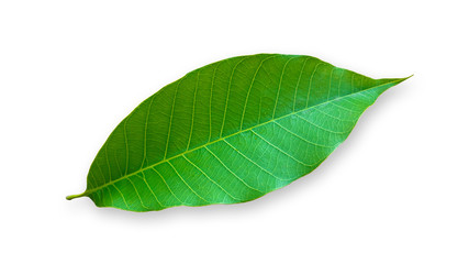 Fototapeta na wymiar Green leaves isolated on white background,Rubber leaves,Hevea brasiliensis leaves.