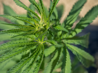 marijuana growth in Tuscany  field