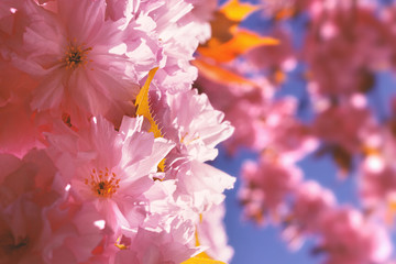 Oriental Cherry - Sakura - Pink Blooming Flowers with Blue Sky on Background