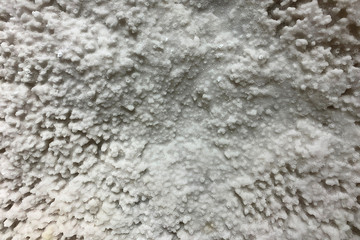 weathered white coral reef wall texture