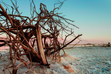 tree on the dead sea