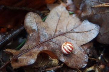 Gall (cecidia) on oak leaf, looking like a small striped ball. Plant galls are abnormal outgrowths of plant tissues, similar to benign tumors or warts in animals.