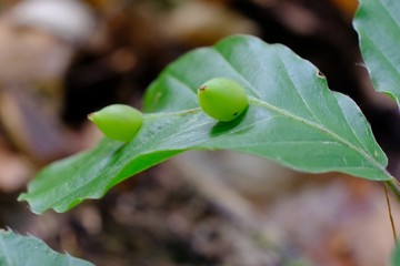 Little green galls (cecidia) on green leaf. Plant galls are abnormal outgrowths of plant tissues,...