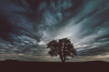 Obraz na płótnie Canvas Tree Silhouette with Dramatic Dlouds on Sky