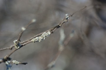 Lichen on the trunks of fruit trees.