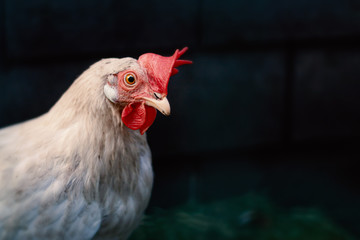 Hen - Chicken Portrait on Dark Background