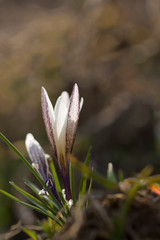 Crocus alatavicus . close-up of a blooming purple crocus flowers on a meadow.  Delicate flowers, decoration of local landscapes. Spring concept