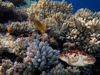 The Best Coral Reef Locations: Red Sea are the largest natural structures