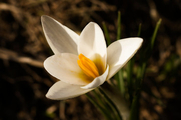 Macro shot of blooming bud Crocus alatavicus . Beautiful spring background. First spring flowers blooming in garden