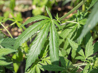 marijuana growth in Tuscany  field