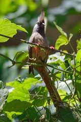 Braunflügel-Mausvogel