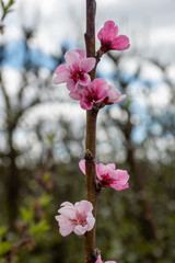 five pink blossom twig orchard background
