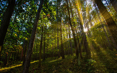 sun rays in green forest