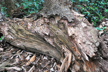 Rotted trunk in the forest.