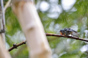 Fire-breasted Flowerpecker(Dicaeum ignipectus)